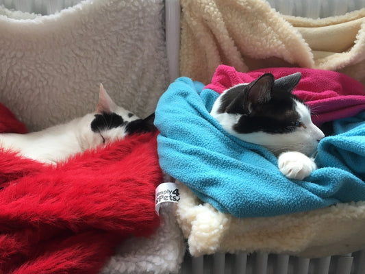 Photo fo 2 cats snuggled up in blankets in radiator hammocks